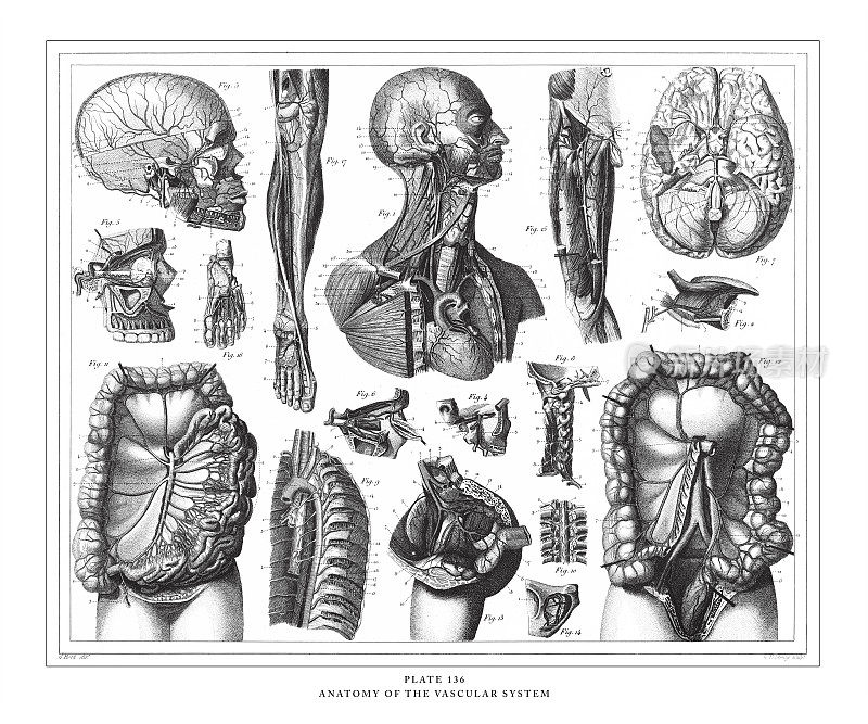 解剖血管系统雕刻古董插图，出版于1851年