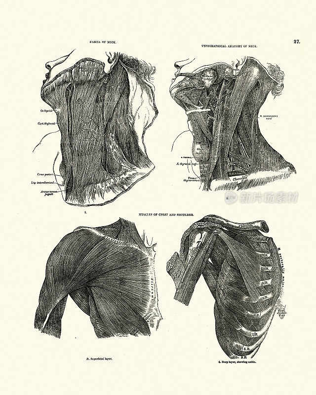 颈部解剖，筋膜，肌肉，胸肩，维多利亚解剖学图