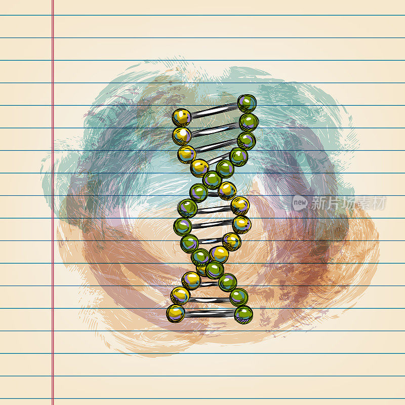 DNA结构图在横格纸上