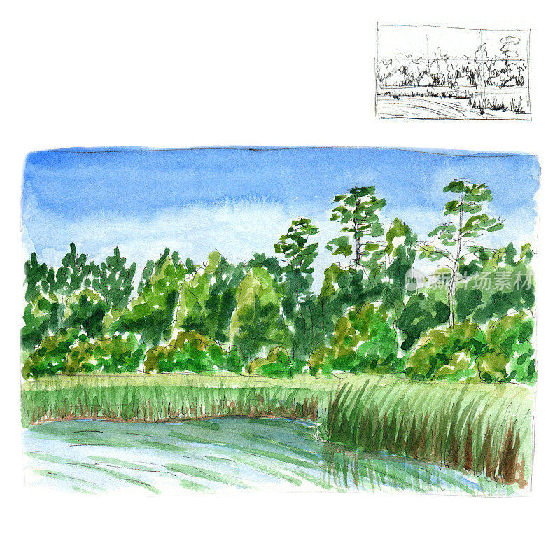 夏季景观与树木在背景，芦苇在一个杂草丛生的池塘-水彩插图