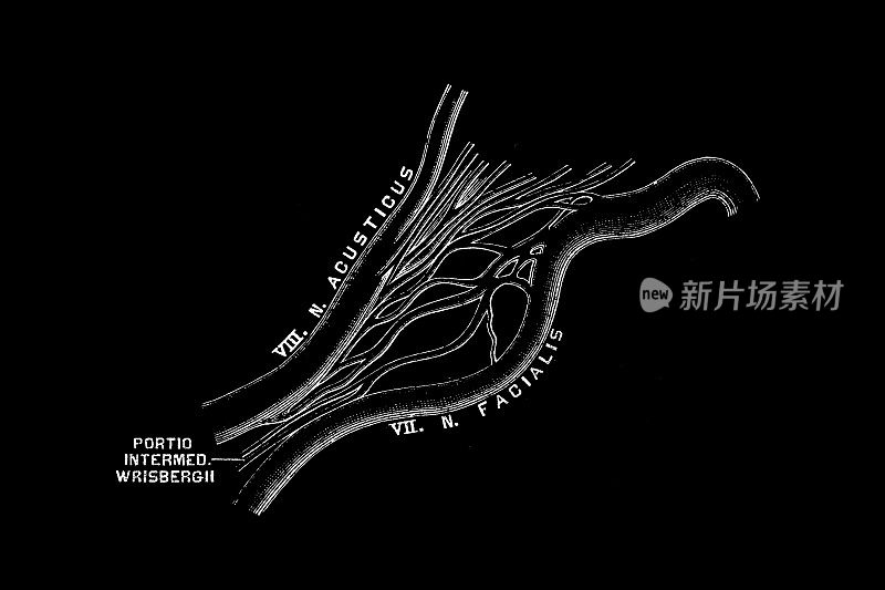 中间部分(risbergi)。大肠比肖夫之后。第七对颅神经形成纯运动面神经，面神经