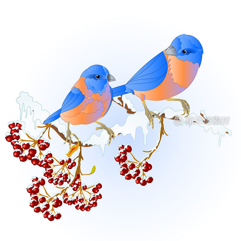 鸟画眉，蓝鸟，小鸣禽在雪树上冬天的背景复古矢量插图编辑