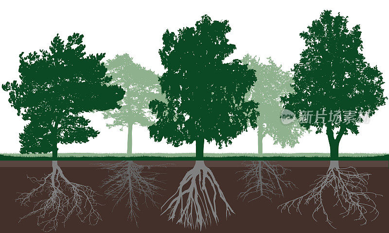 土壤中不同树冠和根系为绿色的落叶乔木剪影。地下根系结构。矢量插图。