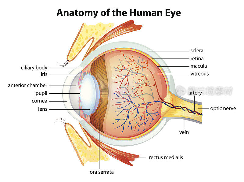人眼解剖