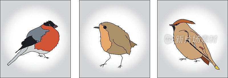 北部森林鸟类:红腹灰雀，蜡翅雀，知更鸟