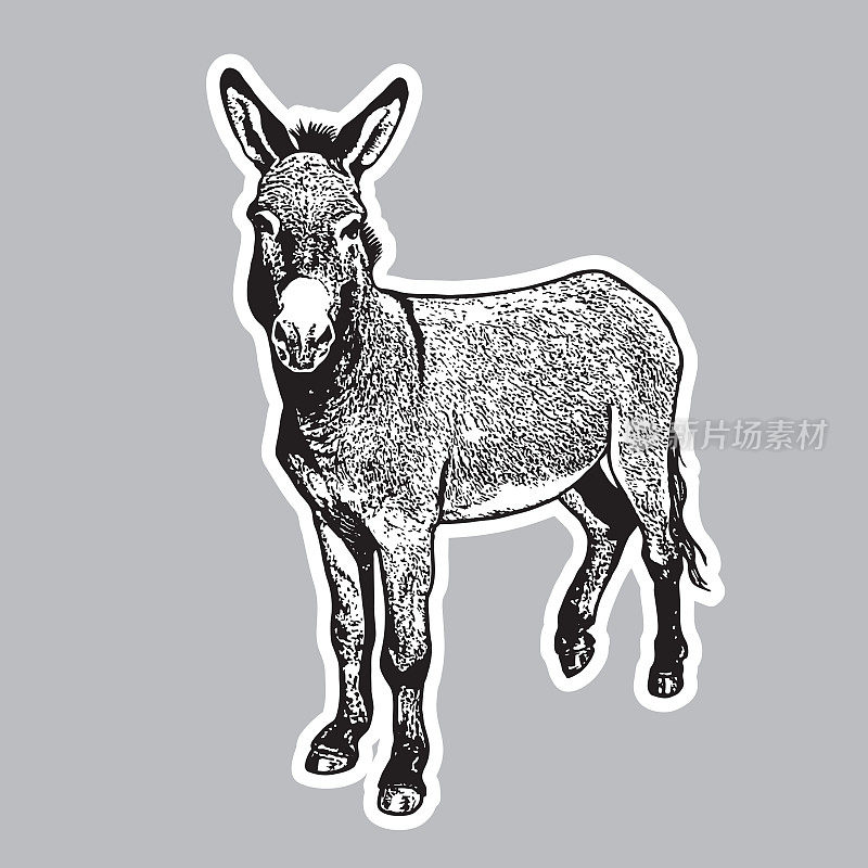 驴子-黑白肖像在前面的观点。