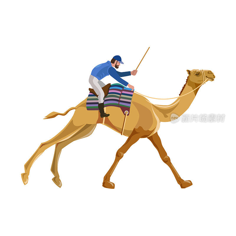 骑骆驼的骑师