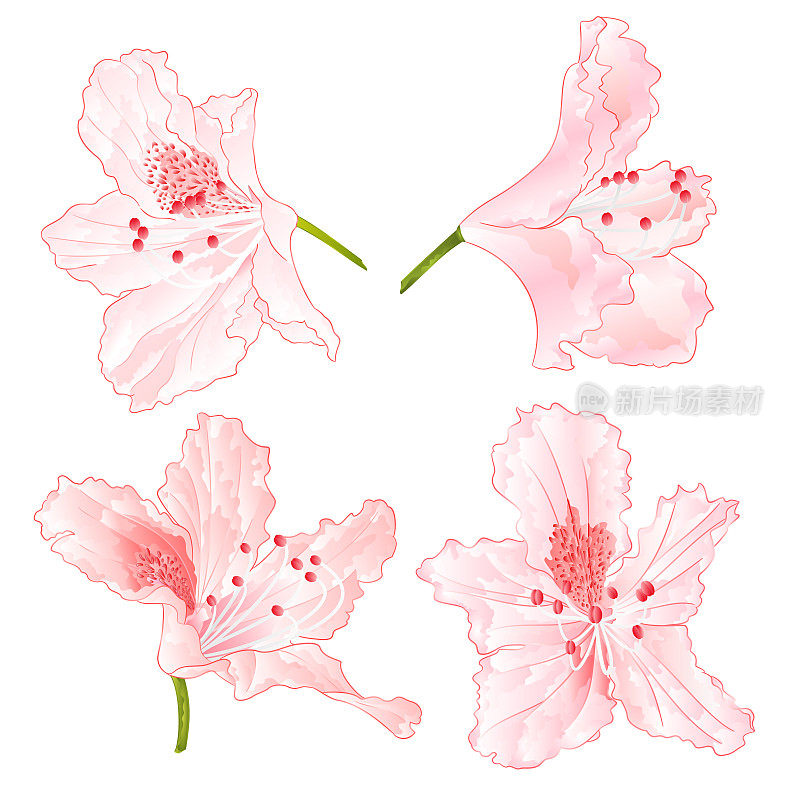 花浅粉色的杜鹃花设置在白色背景上的三个复古矢量插图可编辑