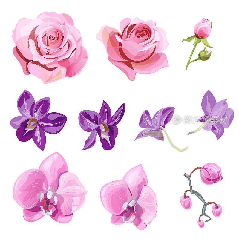 一套粉红色、红色、紫色的花和花蕾;玫瑰，兰花(蝴蝶兰，石斛)在白色背景，数字绘制现实插图水彩风格，收集设计，矢量