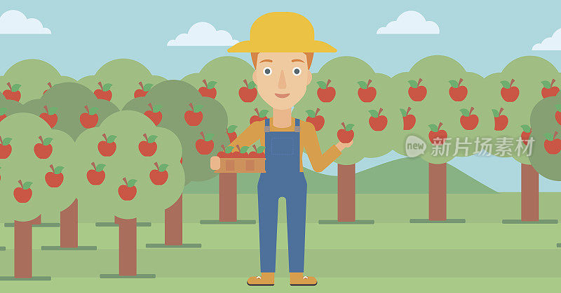 农民收集苹果