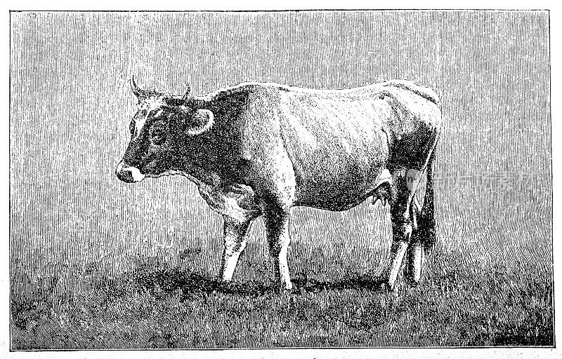 Mokány或Mokantiza是一头矮胖的短角牛
