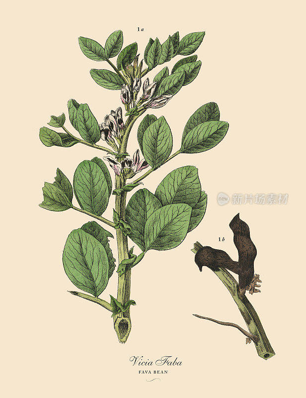 蚕豆，豆类，维多利亚植物学插图