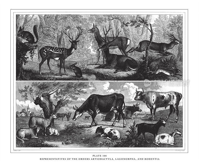 偶蹄目、兔形目和啮齿目代表人物版画古董插图，1851年出版