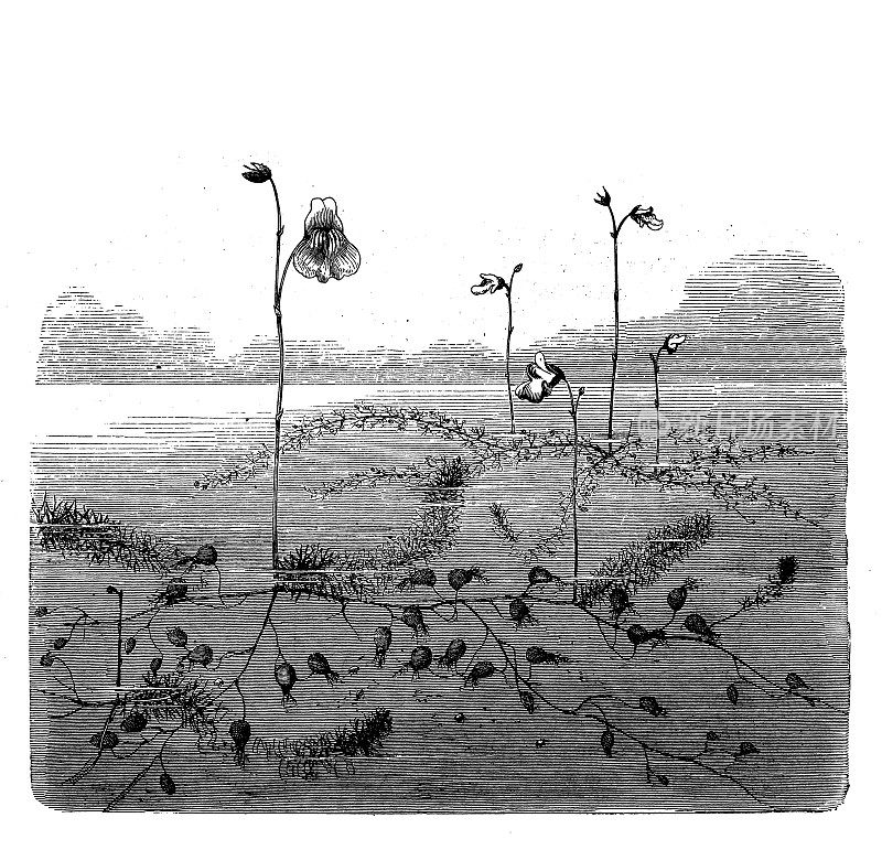 古植物学插图:豆狸，小豆狸
