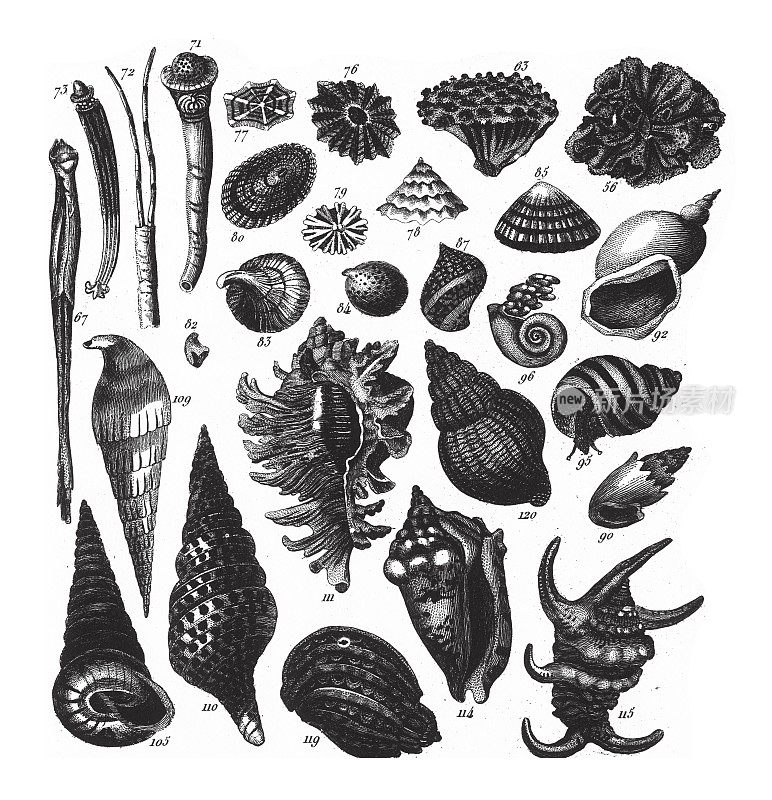 孔虫门、腔肠门和软体动物雕刻古董插图的代表，雷莫斯・拉莫萨，1851年出版