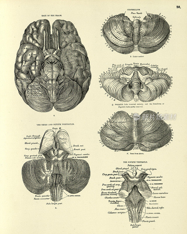 解剖学，人脑，基底，小脑，脑室，维多利亚时代的解剖学图19世纪