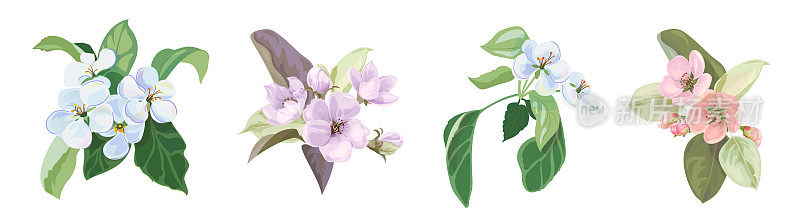集春花-成束白色，粉红色苹果树花，特写开花。柔和的花束与绿色的叶子。数字插图水彩风格的设计，全景，矢量
