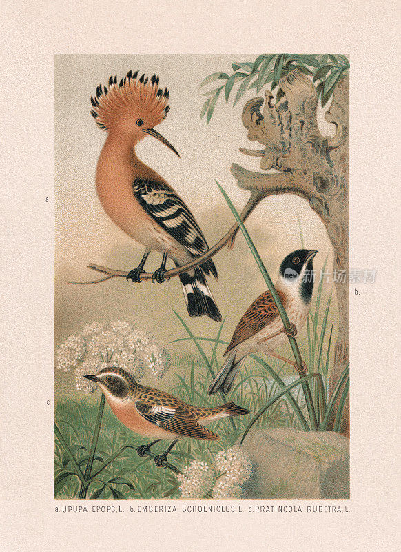 雀形目:1887年出版的胡鹃、芦苇旗和whinchat