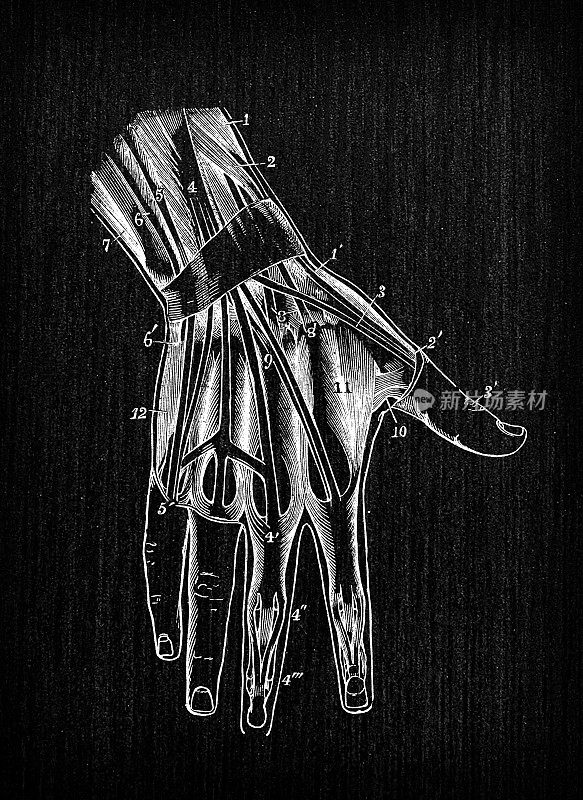人体解剖学古董插图:手部肌肉