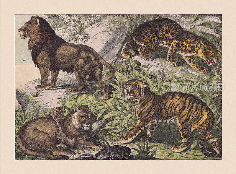 食肉动物(猫科动物科)，手绘彩色石版，1869年出版