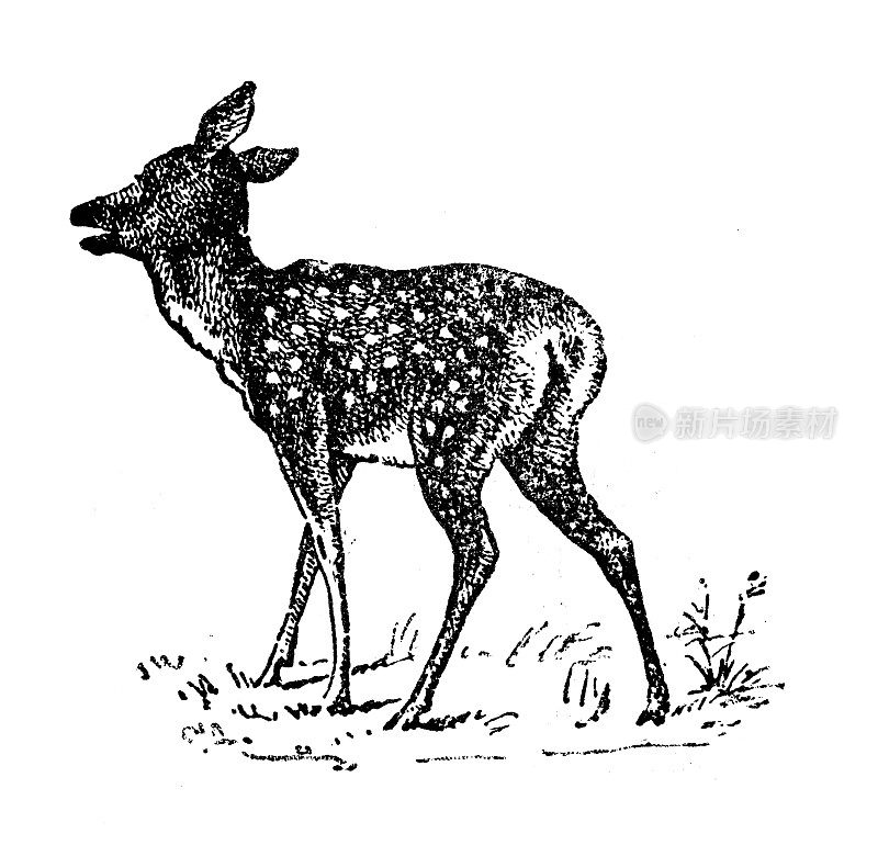 古董插图:小鹿