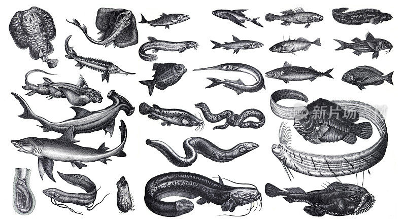 许多不同的鱼类收集，如鲑鱼，鱼，白鱼和海鳟鱼。从古老的古董手绘插图。