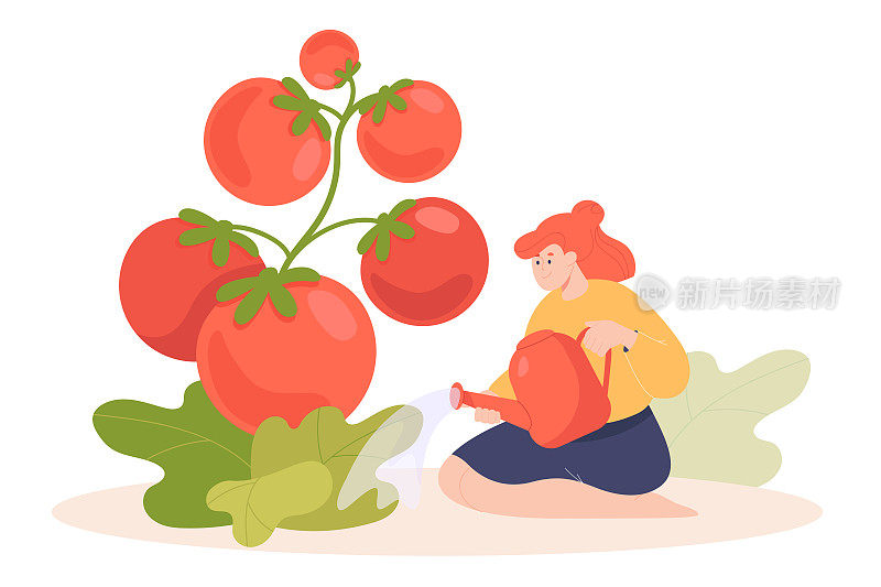 微小的卡通女人浇灌巨大的番茄植株
