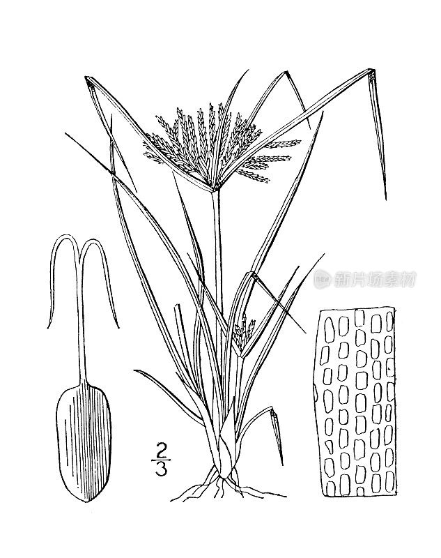 古植物学植物插图:香附、海岸香附