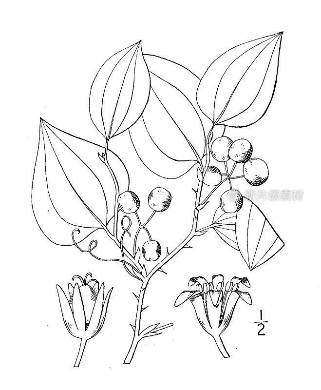 古植物学植物插图:菝葜、绿刺藤、猫刺藤、马刺藤