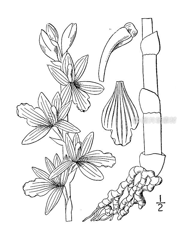 古植物学植物插图:六叶珊瑚、珊瑚根