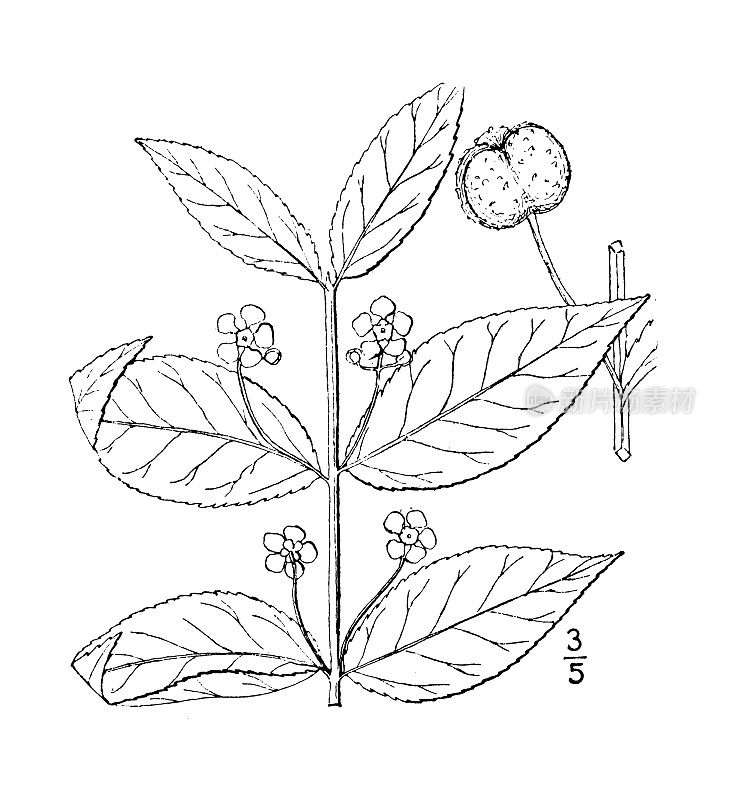 古植物学植物插图:美洲卫矛，草莓丛