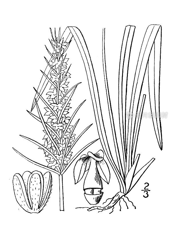 古植物学植物插图:车前草，大苞片车前草