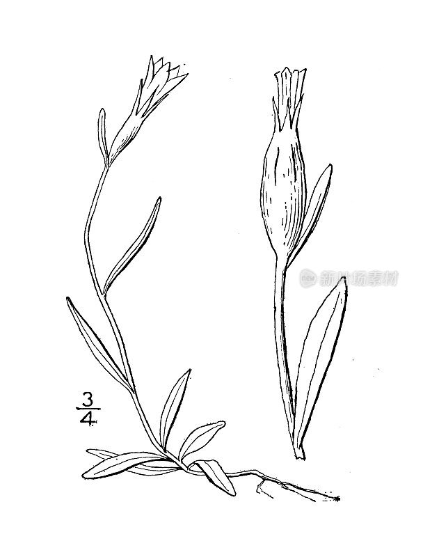 古植物学植物插图:风铃草，北极Harebell，风铃花