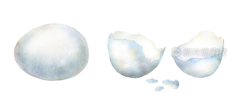 水彩白鸡蛋和蛋壳