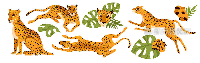 豹，非洲动物，热带树叶，坐，跳和奔跑的猎物