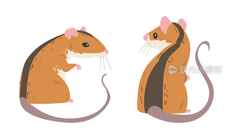 田鼠作为小型啮齿类动物，具有长尾和背黑色条纹坐立向量集