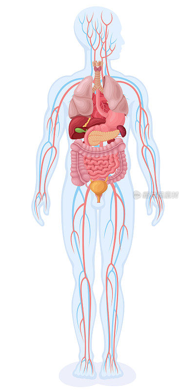 人体内部器官和循环系统。