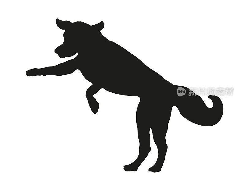 跳跃的金毛猎犬小狗。黑狗轮廓。宠物的动物。孤立在白色背景上。