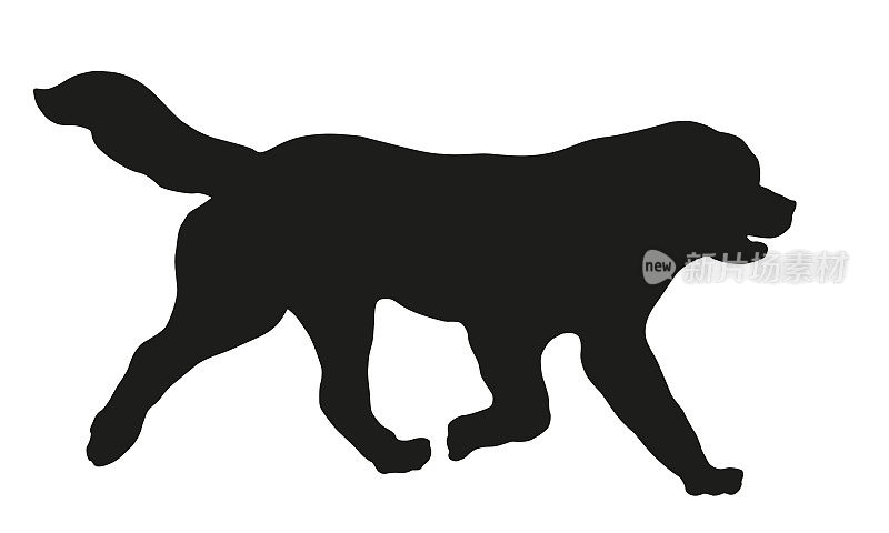 纽芬兰小狗。黑狗轮廓。宠物的动物。孤立在白色背景上。
