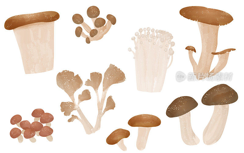 秋天的味道，简单插画的蘑菇:松茸、舞茸、香菇等套装