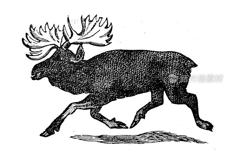 古董雕刻插图:麋鹿，驼鹿