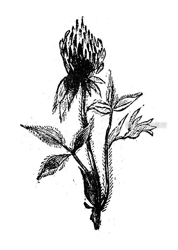 古董雕刻插图:三叶草,三叶草,三叶草