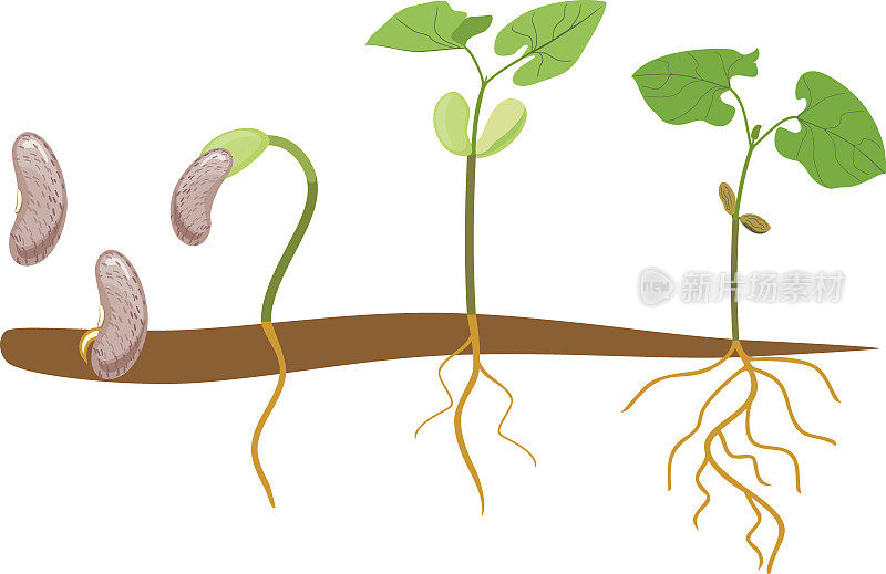 大豆萌发生长阶段的顺序:从种子到嫩芽，绿色的叶子和根系孤立在白色背景上