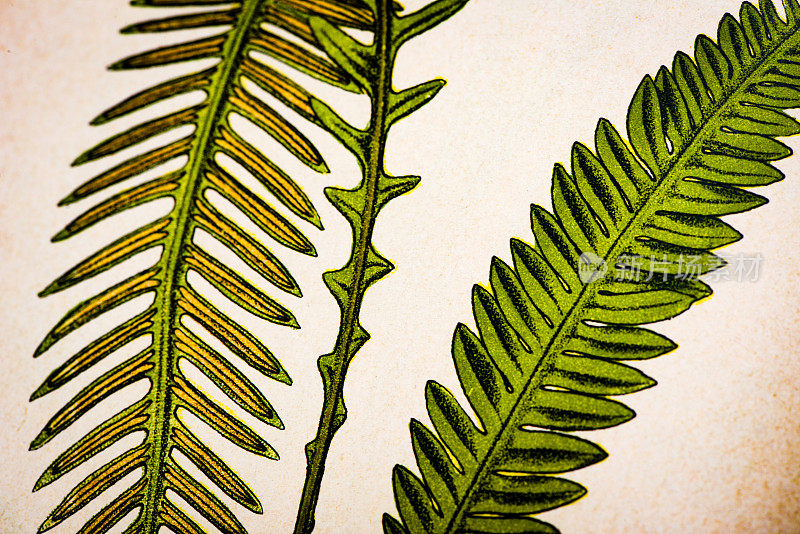 古董植物学插图:硬蕨，罗麻属香料