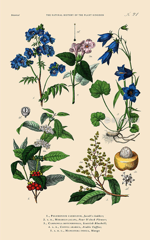 开花植物，植物王国，维多利亚植物插图，大约1853年