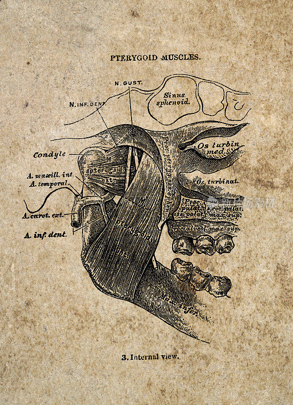 头部和面部肌肉，Pterygold肌肉，复古生物医学插图，维多利亚解剖图纸，19世纪。