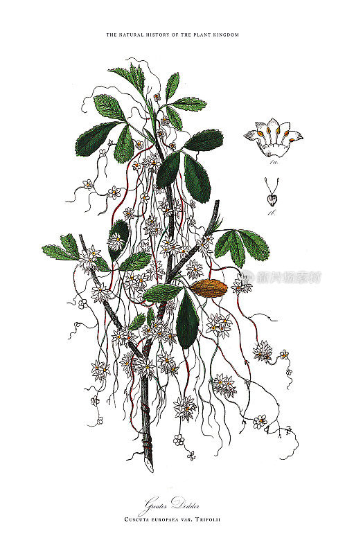 开花植物，植物王国，维多利亚植物插图，大约1853年