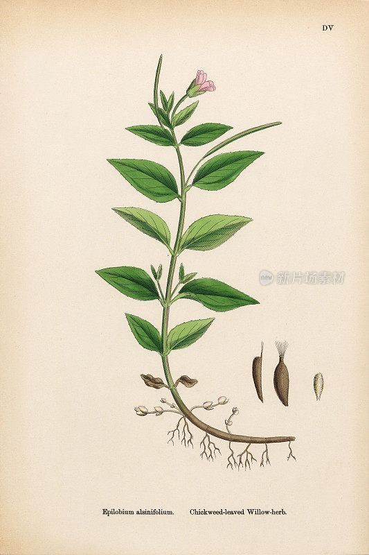 《维多利亚植物学插图》，1863年