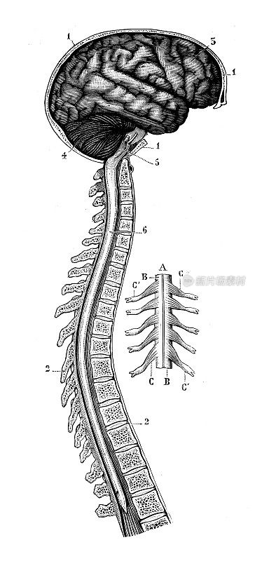 古董插图:人脑和脊柱
