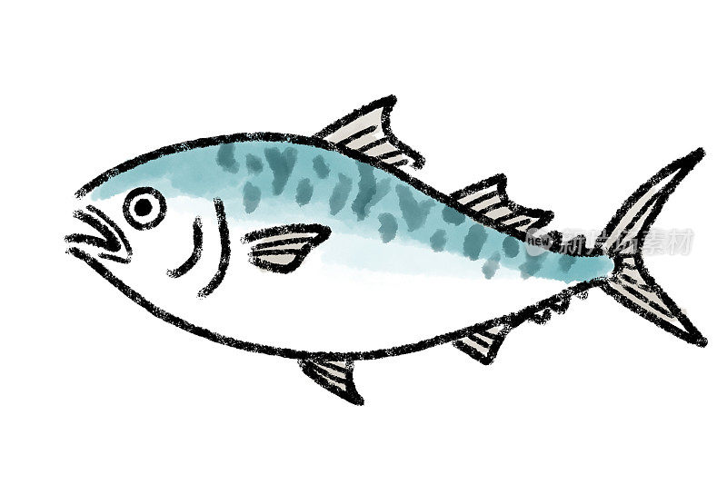 鲭鱼插图